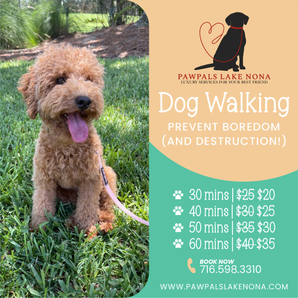 Dog Walking to Prevent Boredom