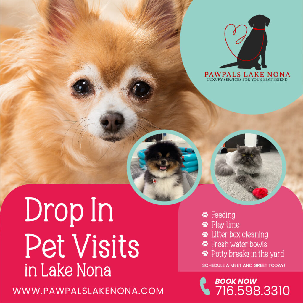 Give Your Dog Some 1-on-1 Time