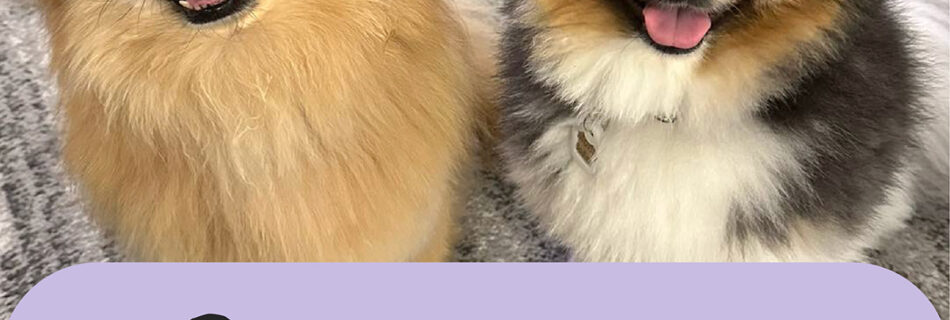 Let PawPals Lake Nona provide exceptional drop in visit service for your pets.