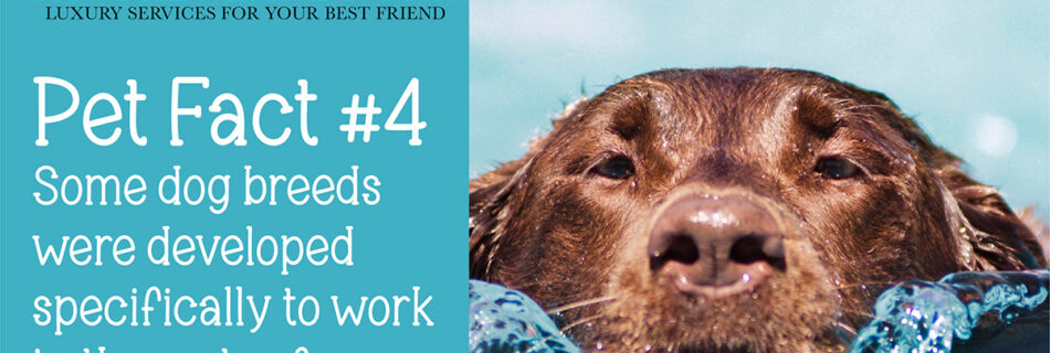 Some dog breeds were developed specific for working in water.