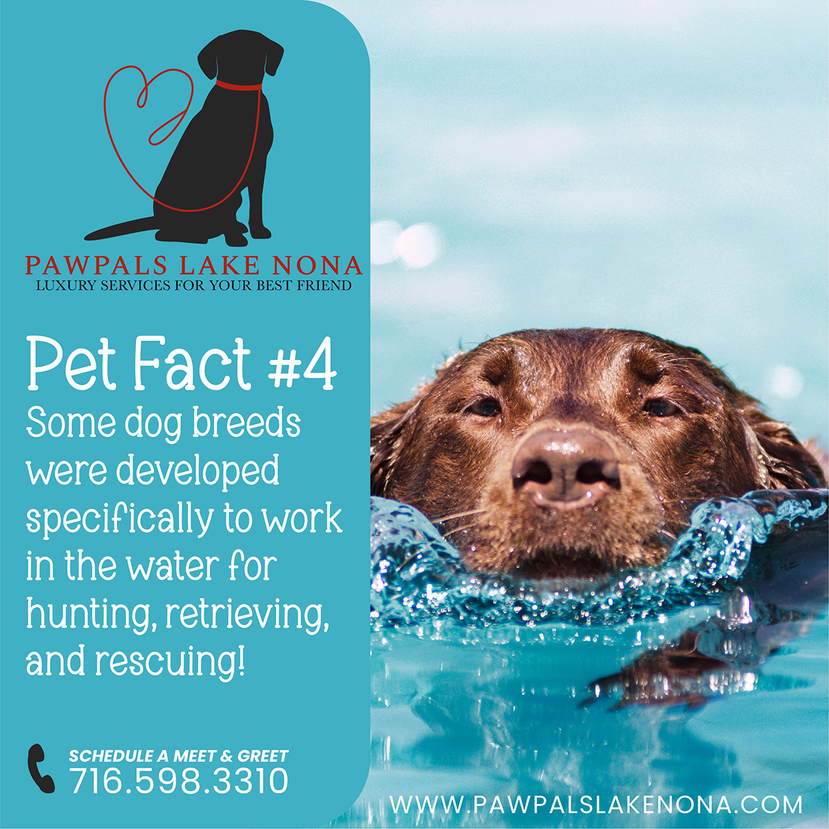 Some dog breeds were developed specific for working in water.