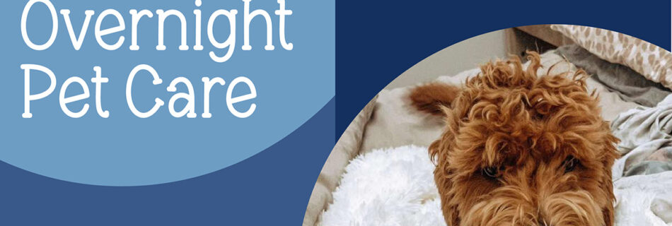 Let PawPals Lake Nona provide overnight pet care while you're away.