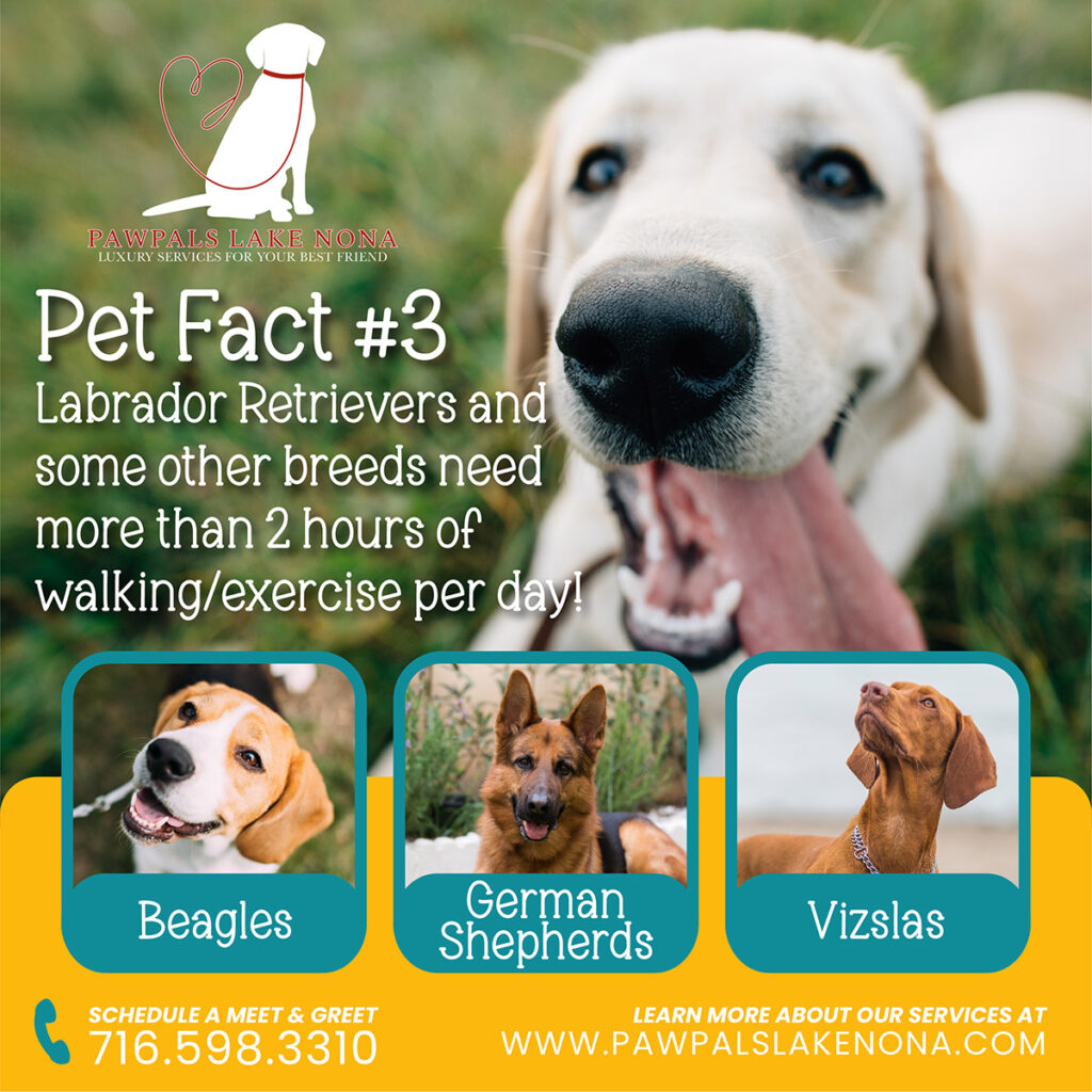 Labrador retrievers, beagles, german shepherds, and vizslas all need over two hours of walking or exercise per day.