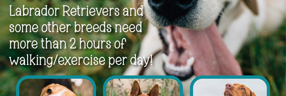 Labrador retrievers, beagles, german shepherds, and vizslas all need over two hours of walking or exercise per day.
