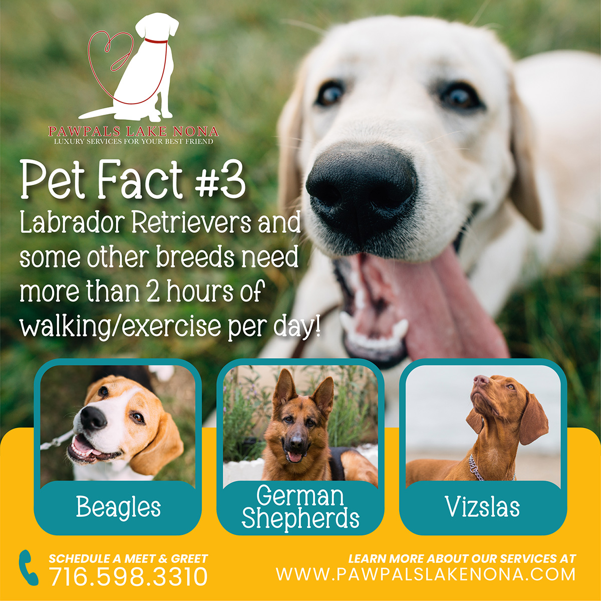 Labrador retrievers, beagles, german shepherds, and vizslas all need over two hours of walking or exercise per day.
