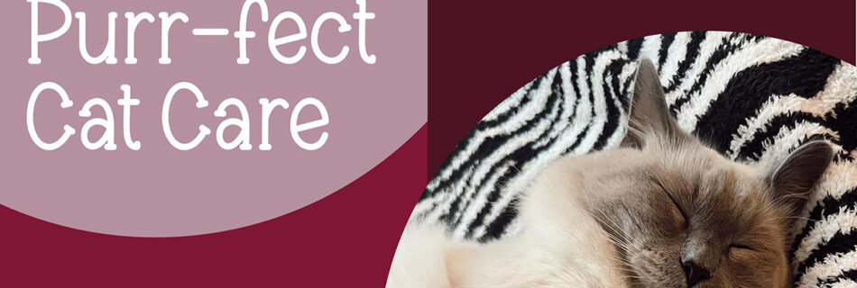 PawPals Lake Nona offers purr-fect cat care to reduce your cat's risk of separation anxiety and depression.