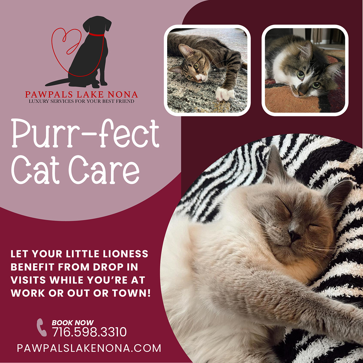 PawPals Lake Nona offers purr-fect cat care to reduce your cat's risk of separation anxiety and depression.