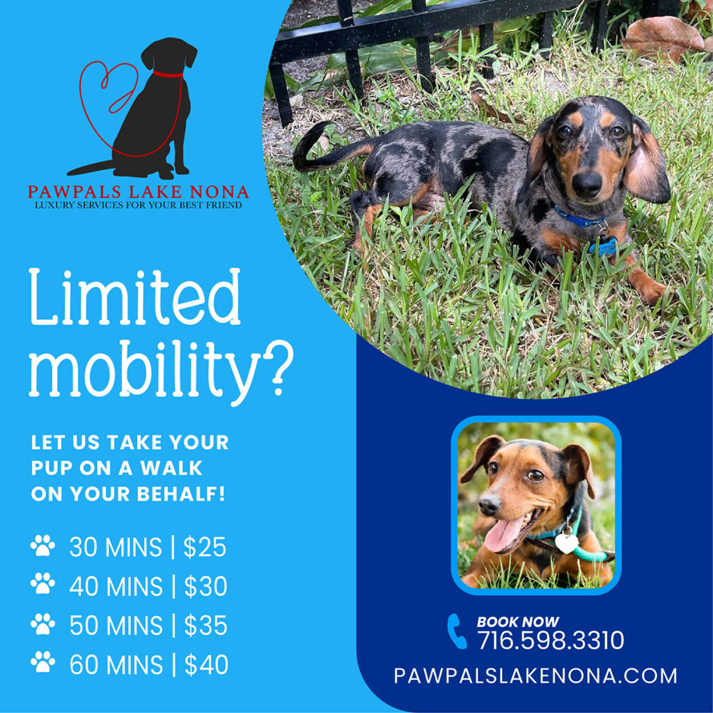 If you have limited mobility, let PawPals Lake Nona provide exceptional dog walking service for your pups.