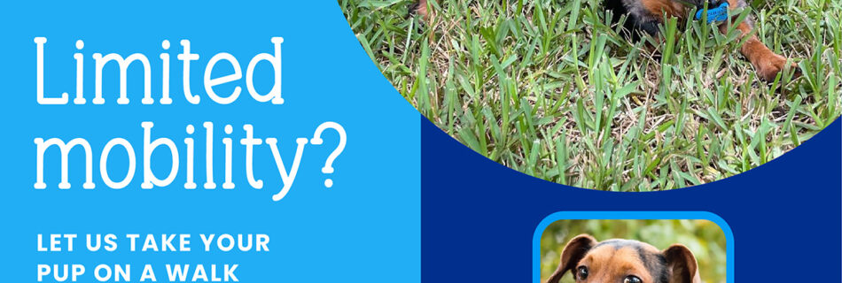 If you have limited mobility, let PawPals Lake Nona provide exceptional dog walking service for your pups.