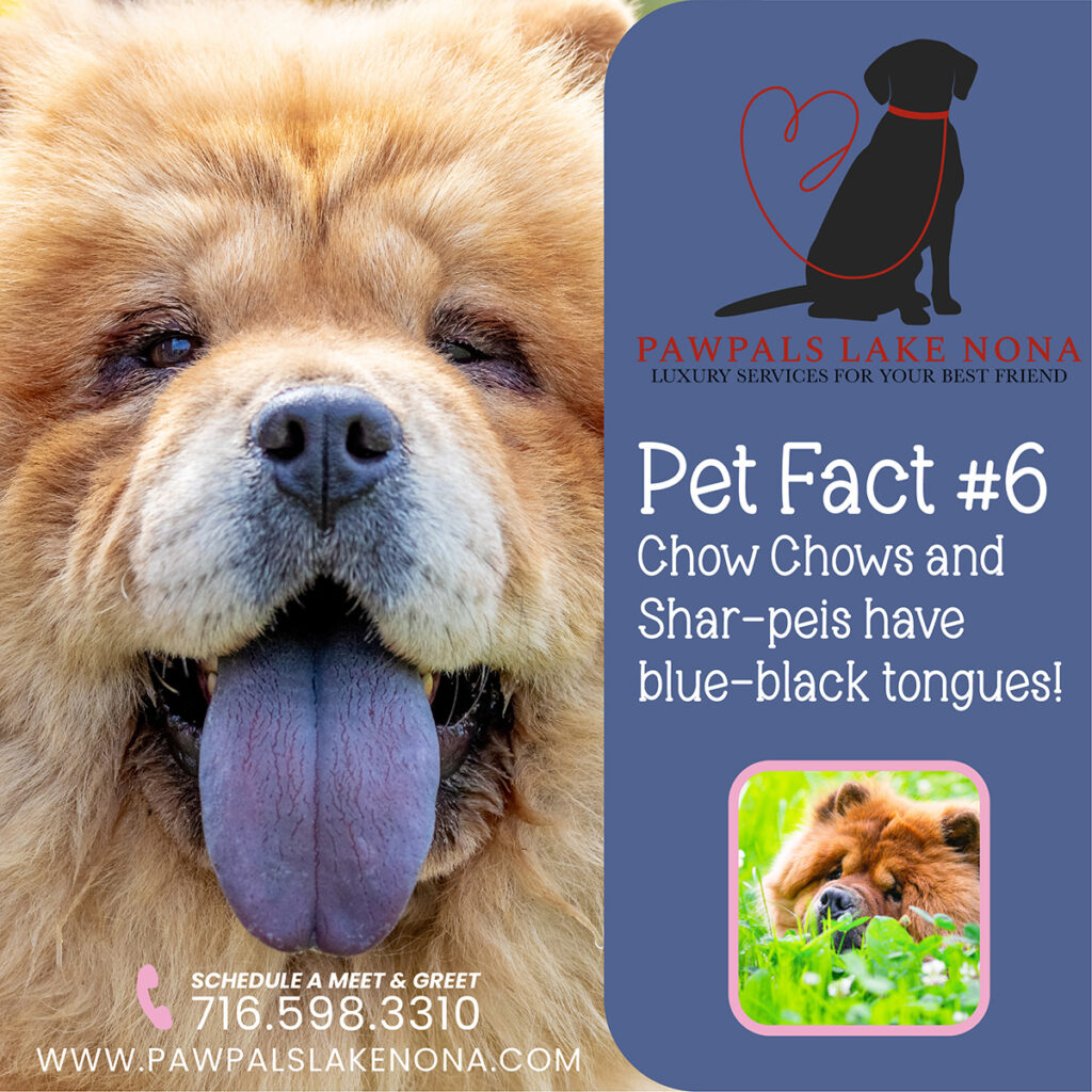 Chow Chows and Shar-peis are the only breeds with a naturally blue-black tongue
