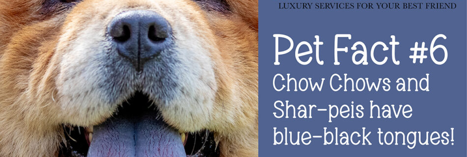Chow Chows and Shar-peis are the only breeds with a naturally blue-black tongue