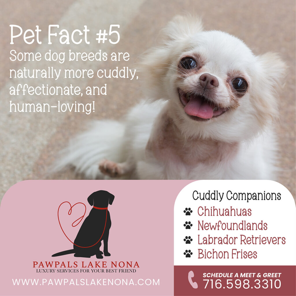 Some dog breeds are naturally more cuddly, affectionate, and human-loving!