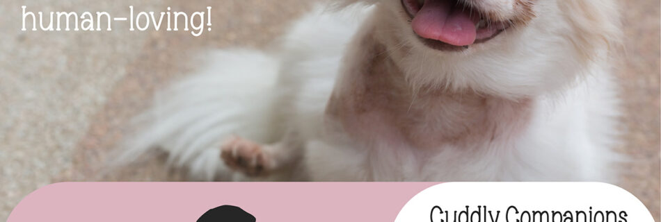 Some dog breeds are naturally more cuddly, affectionate, and human-loving!