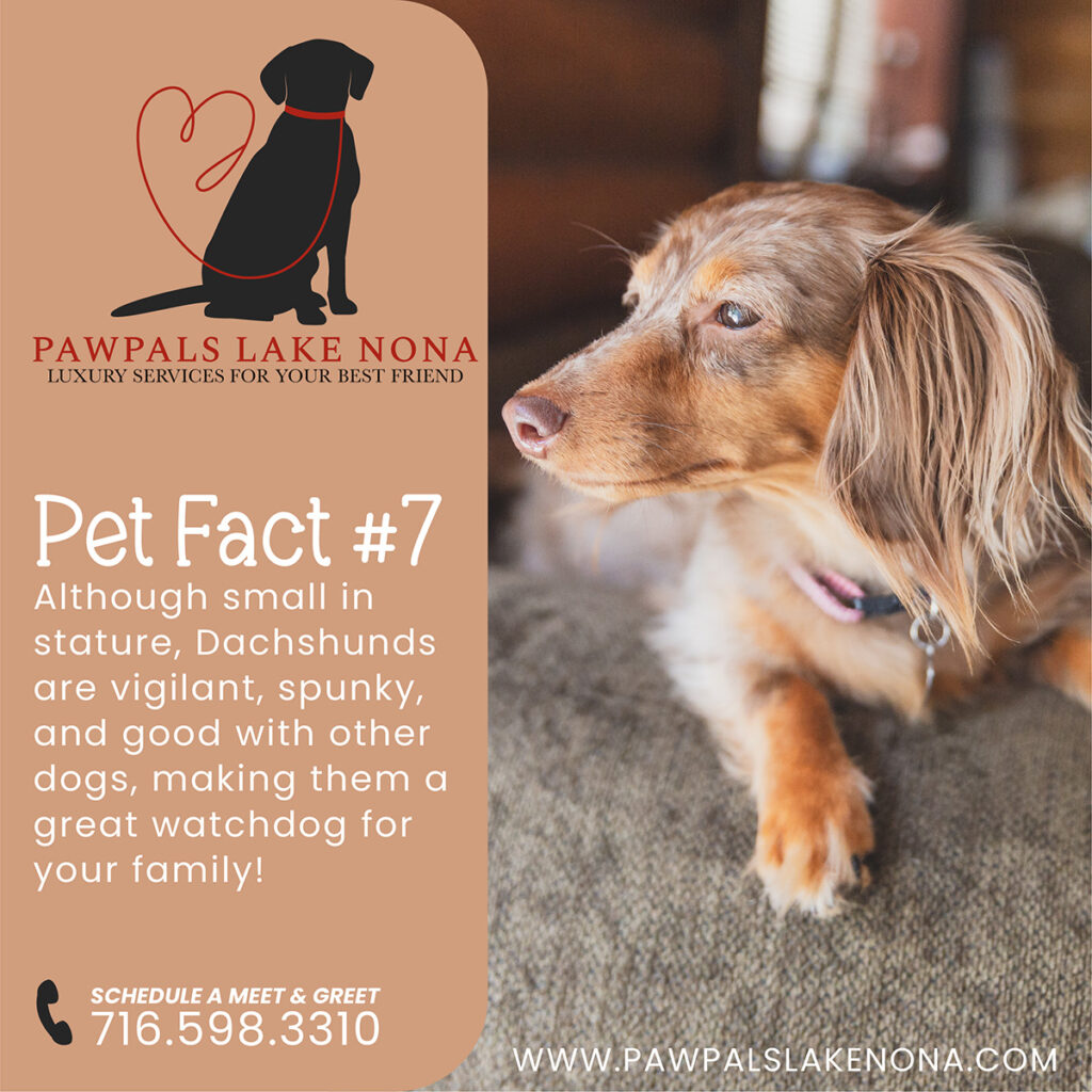 Although small in size, Dachshunds make great watchdogs.