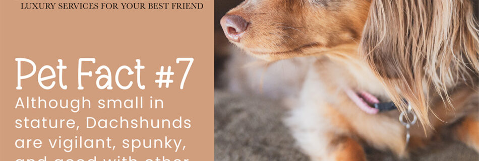 Although small in size, Dachshunds make great watchdogs.