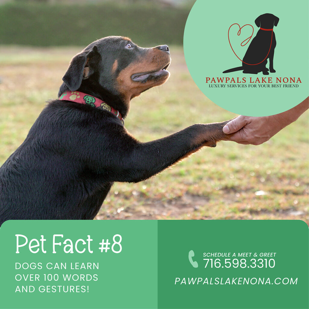 Dogs can learn over 100 words and gestures. Contact PawPals Lake Nona for exceptional pet care services.