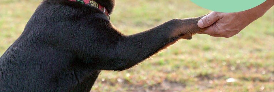 Dogs can learn over 100 words and gestures. Contact PawPals Lake Nona for exceptional pet care services.