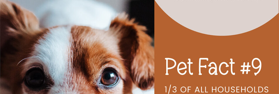 Over a third of all homes in the world have a dog. Contact PawPals Lake Nona for exceptional pet care services.