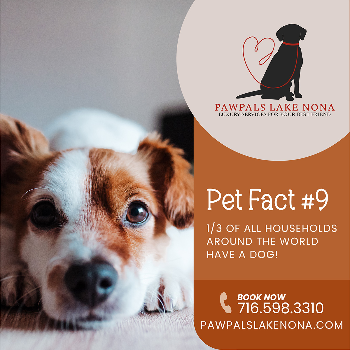 Over a third of all homes in the world have a dog. Contact PawPals Lake Nona for exceptional pet care services.