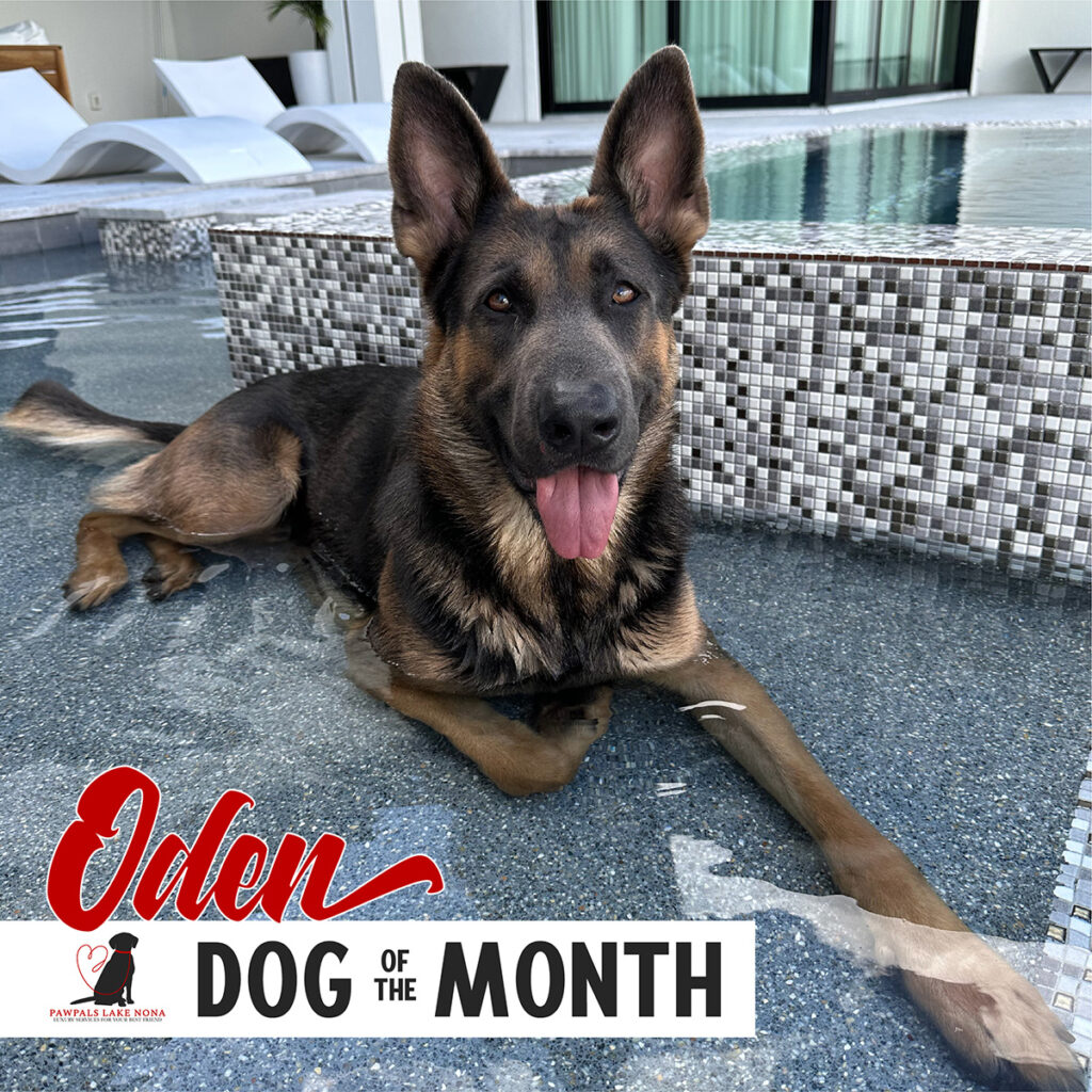 PawPals Lake Nona's very first Dog of the Month is Oden!