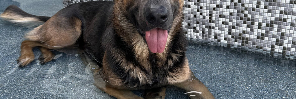 PawPals Lake Nona's very first Dog of the Month is Oden!