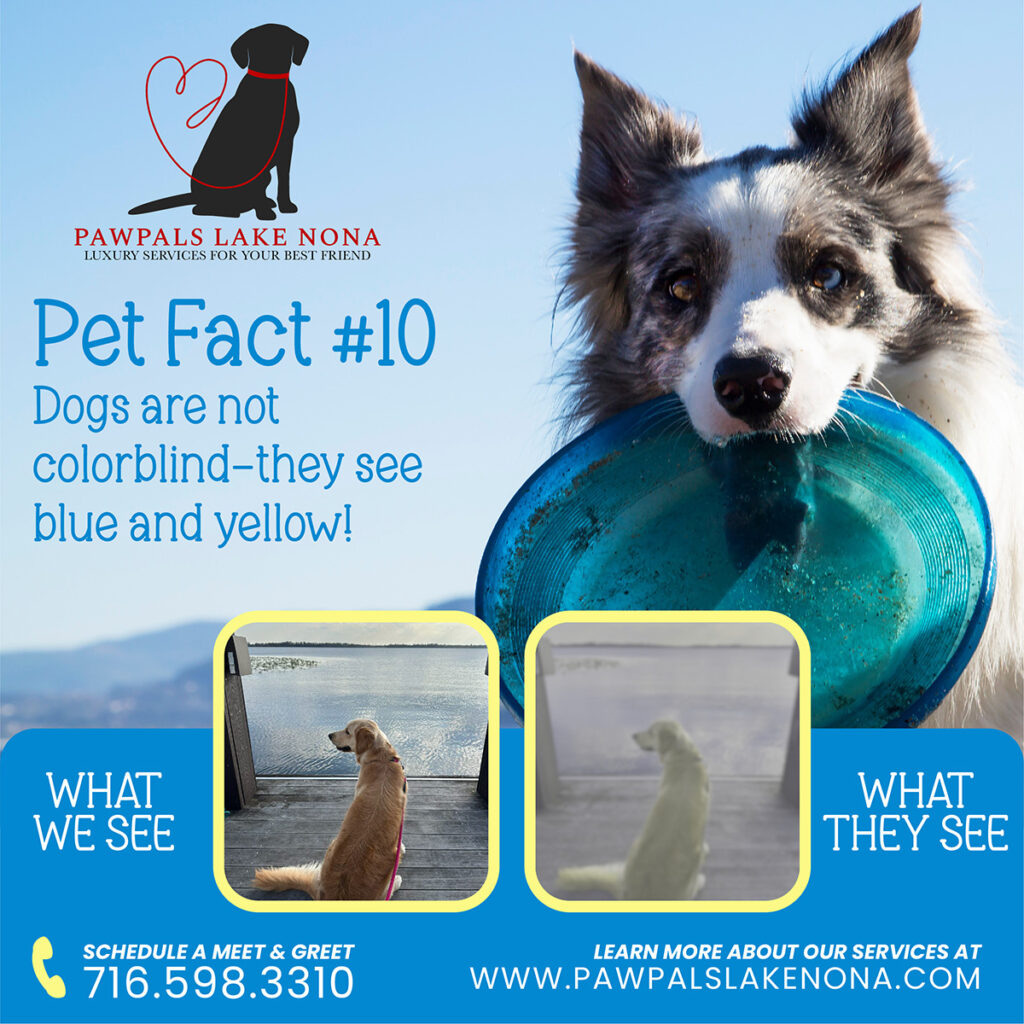 Fun pet fact: Dogs aren't colorblind, they can actually see blue and yellow, and distinguish from green.