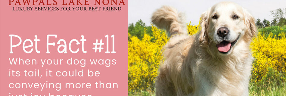 When your dog wags its tail, it could be conveying more than just joy because different tail wags have different meanings!