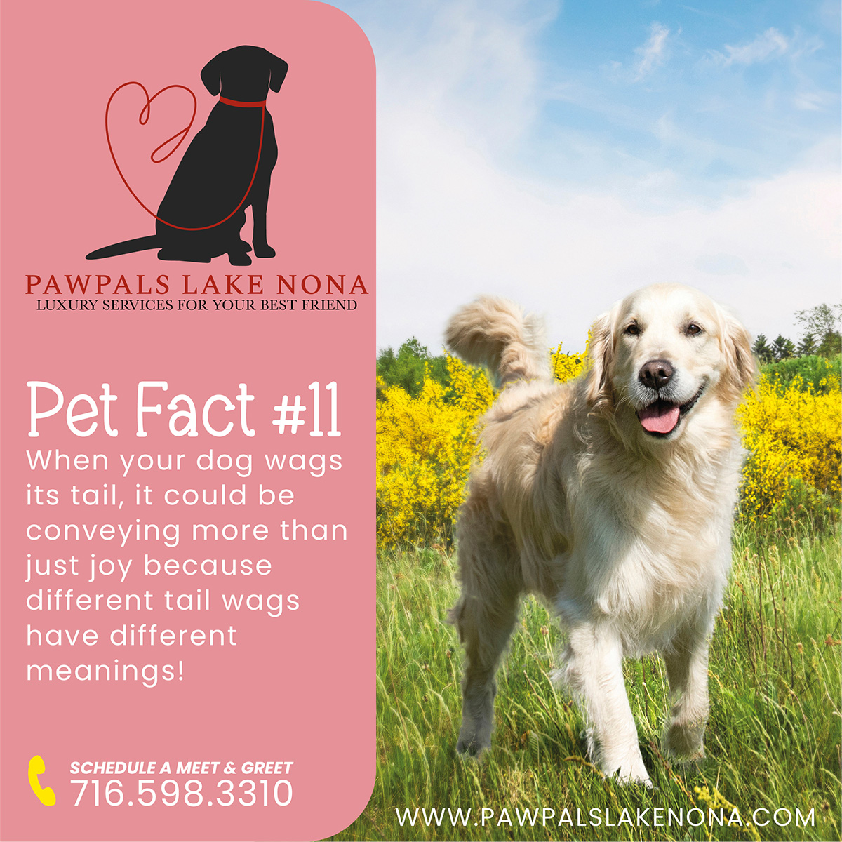 When your dog wags its tail, it could be conveying more than just joy because different tail wags have different meanings!