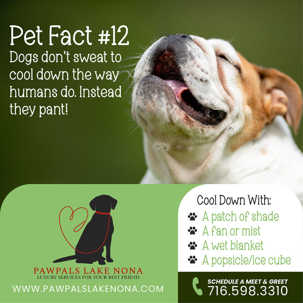 Dogs don't sweat like humans, they pant to cool off! Follow PawPals Lake Nona for more pet facts.