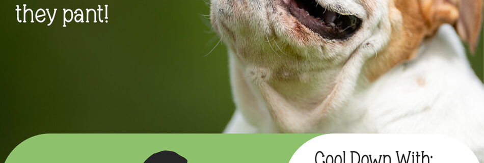 Dogs don't sweat like humans, they pant to cool off! Follow PawPals Lake Nona for more pet facts.