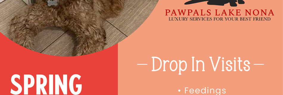 If you have spring travel plans, let PawPals Lake Nona care for your pets with professional drop in visits while you're away.