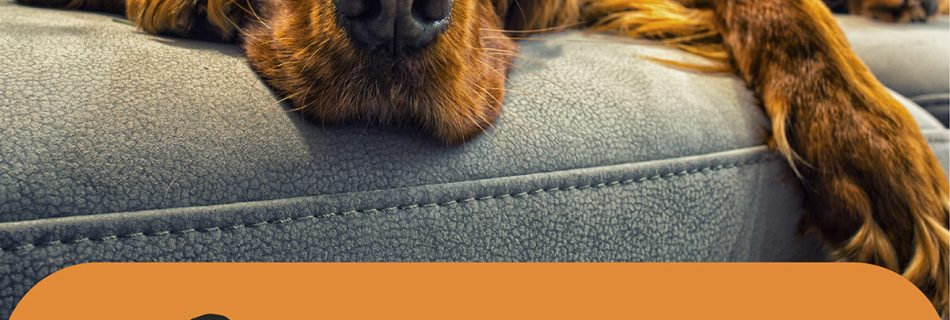 Hiring professional pet care like PawPals Lake Nona for a drop-in visit provides a convenient way to ensure your pets cared for when you can't find the time in your schedule to do so.