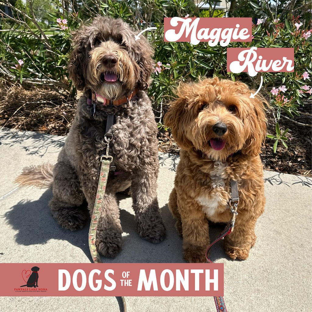 Dogs of the Month: Maggie and River