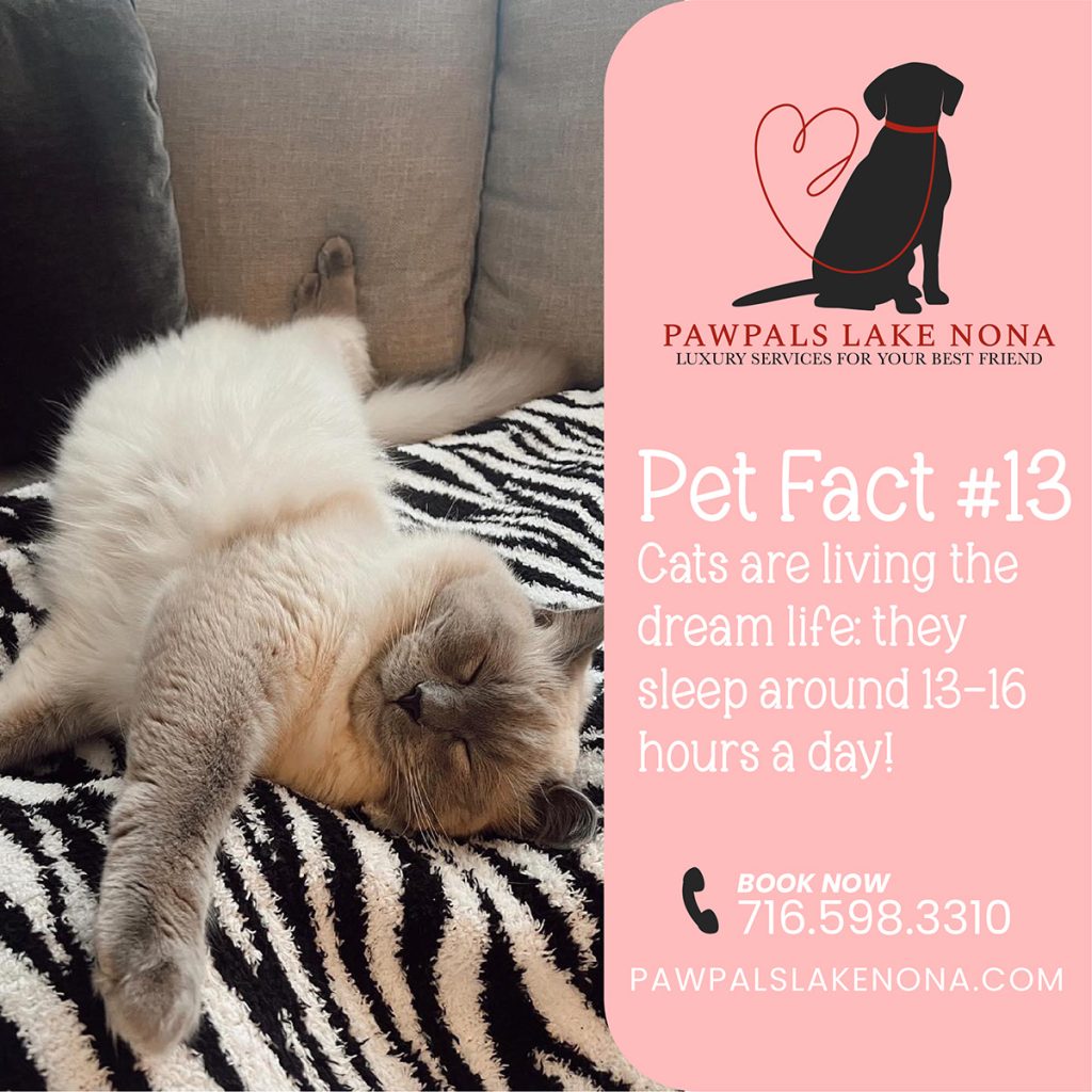 Pet Fact #13: Cats sleep 13-16 hours a day.