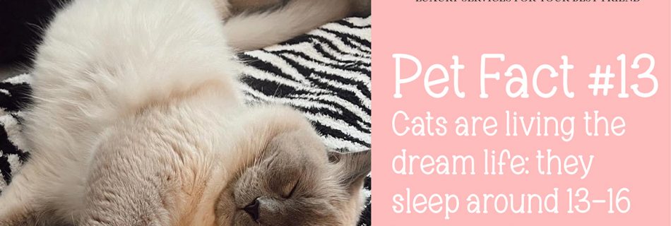 Pet Fact #13: Cats sleep 13-16 hours a day.