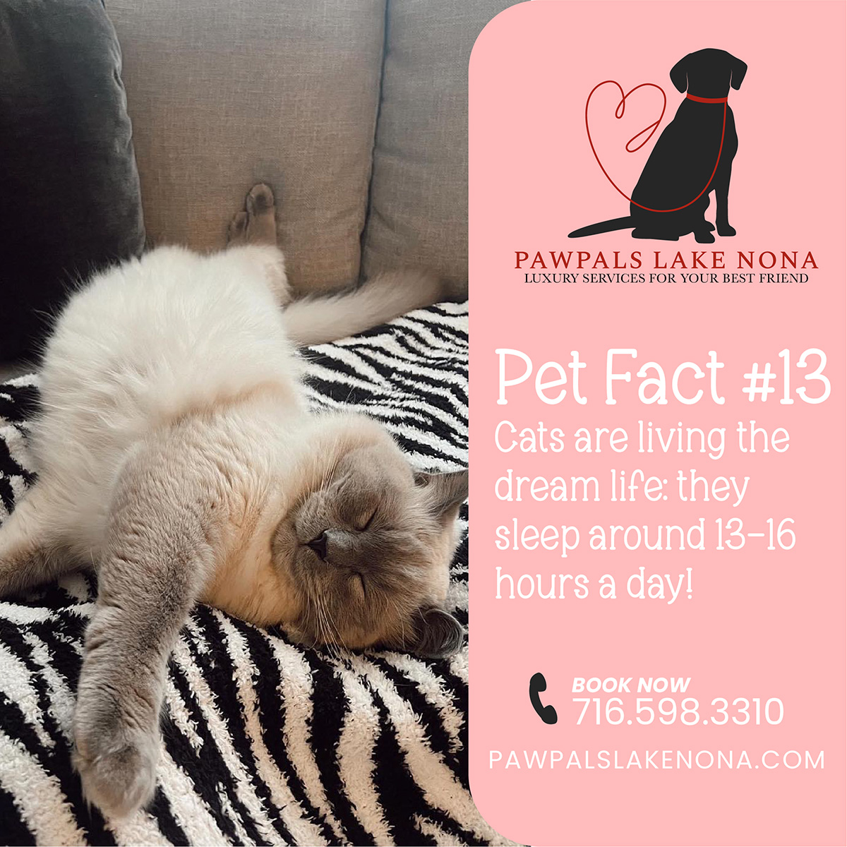 Pet Fact #13: Cats sleep 13-16 hours a day.