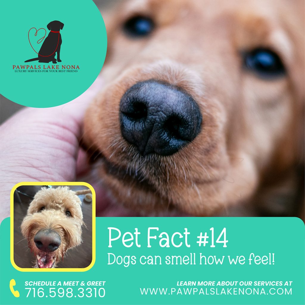 Fun Pet Fact: Dogs can smell how we feel. (And adopt our emotions!)