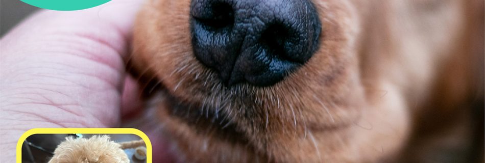 Fun Pet Fact: Dogs can smell how we feel. (And adopt our emotions!)