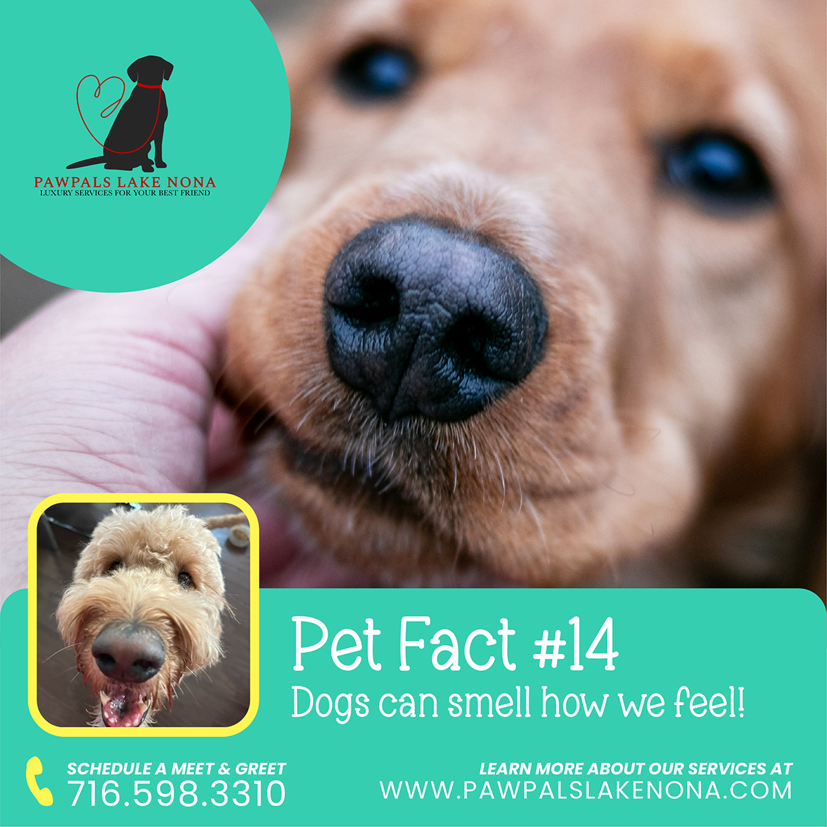 Fun Pet Fact: Dogs can smell how we feel. (And adopt our emotions!)