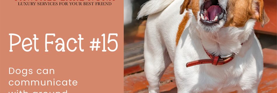 Pet Fact #15: Dogs primarily communicate through body language but they can actually communicate with around 10 vocalizations as well.