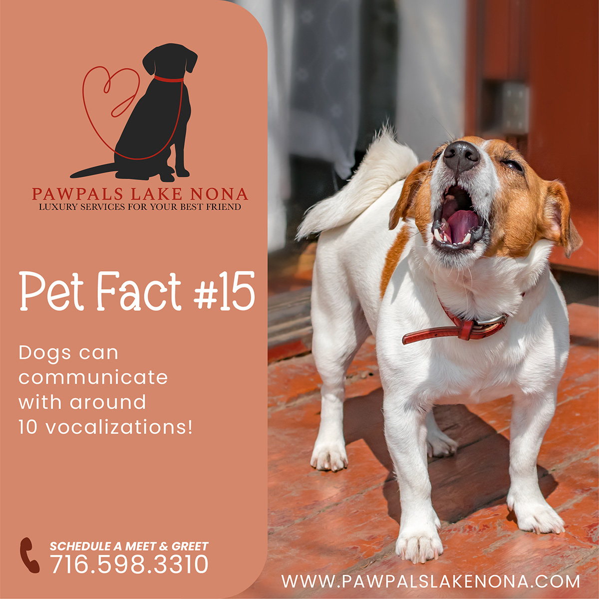 Pet Fact #15: Dogs primarily communicate through body language but they can actually communicate with around 10 vocalizations as well.