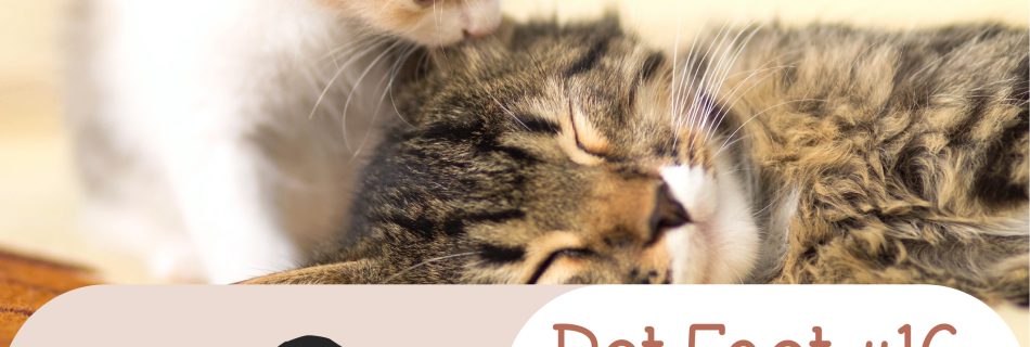 Pet Fact #16: Dogs have 10 different vocalizations . . . Cats have 100!