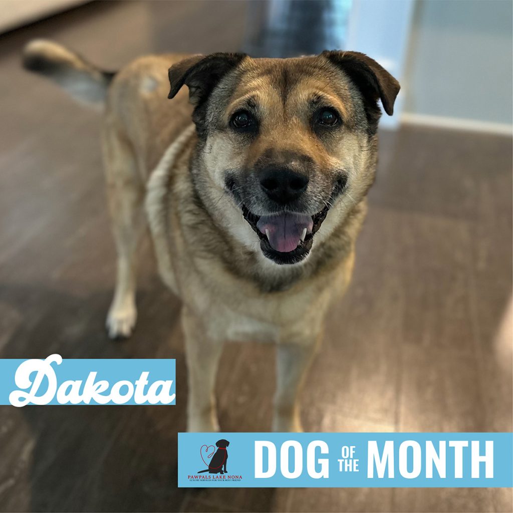 Dog of the Month: Dakota